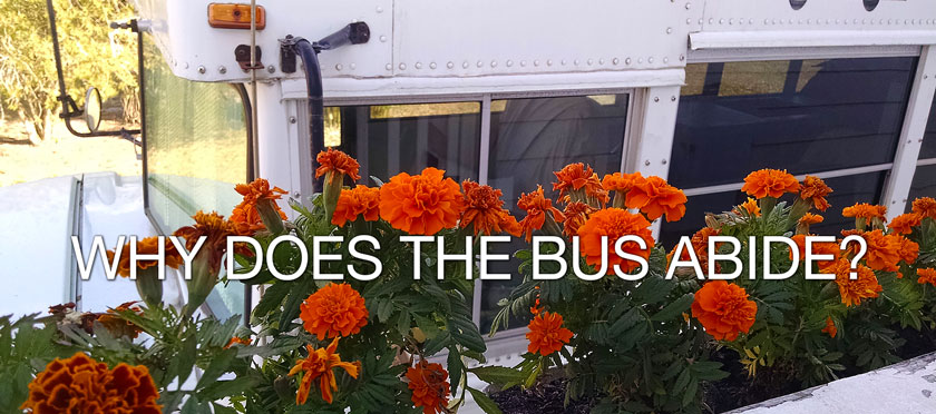 Why Does the Bus Abide?